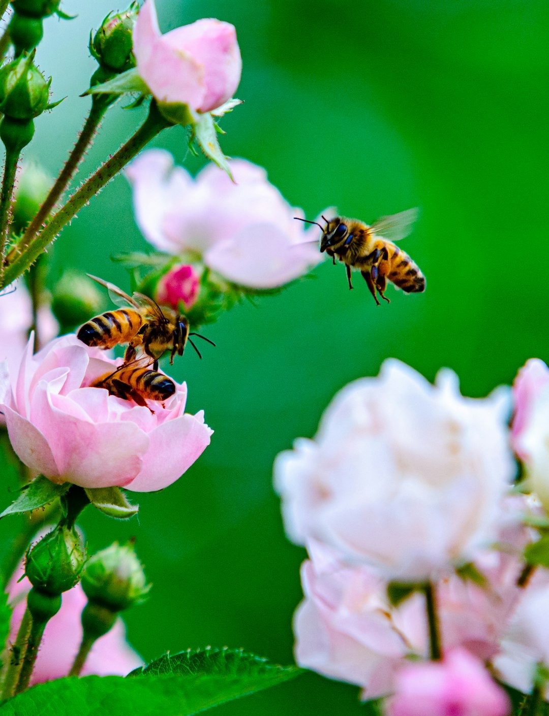 Three honeybees landing on and flying around pink rosebuds.